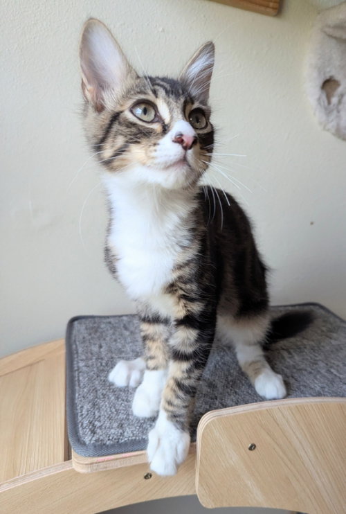 Texas, an adoptable Tabby in Ocala, FL
