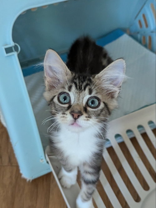 Arizona, an adoptable Tabby in Ocala, FL