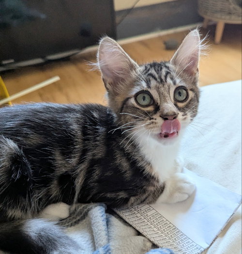 Arizona, an adoptable Tabby in Ocala, FL