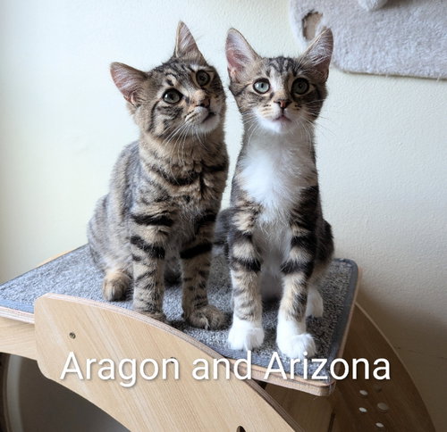 Arizona, Young Tabby / Mixed (short coat), cat for adoption in Ocala, Florida
