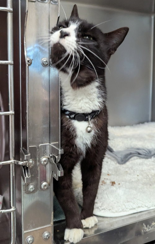 Blackjack, Adult Tuxedo / Domestic Short Hair / Mixed (short coat), cat for adoption in Ocala, Florida