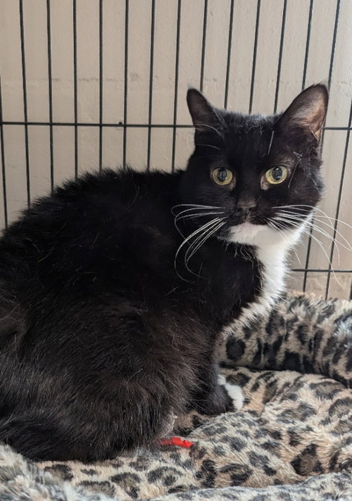 Velvet, an adoptable Tuxedo in Ocala, FL