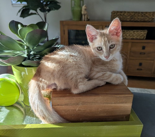 Malibu, an adoptable Tabby in Ocala, FL