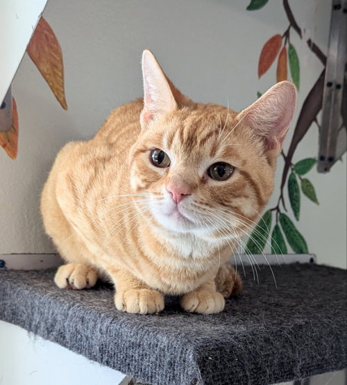Mayor Meowington, an adoptable Tabby in Ocala, FL