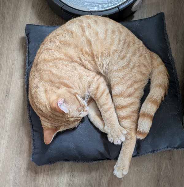 Mayor Meowington
