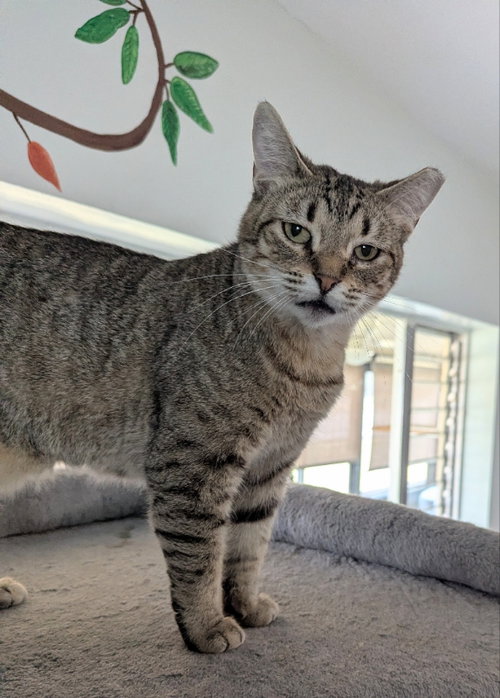 Reese Whiskerspoon, a cat for adoption from Sheltering Hands, Inc