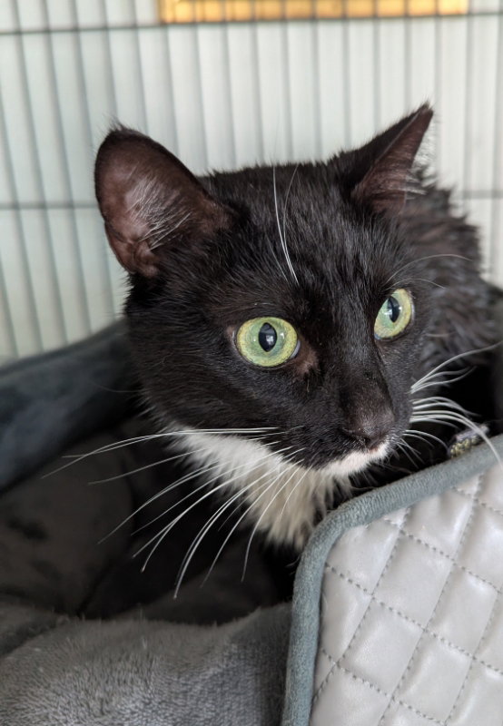 Widget