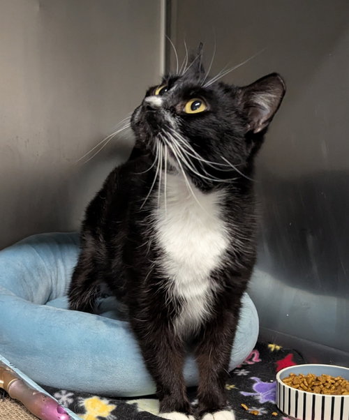 Glinda, an adoptable Tuxedo in Ocala, FL