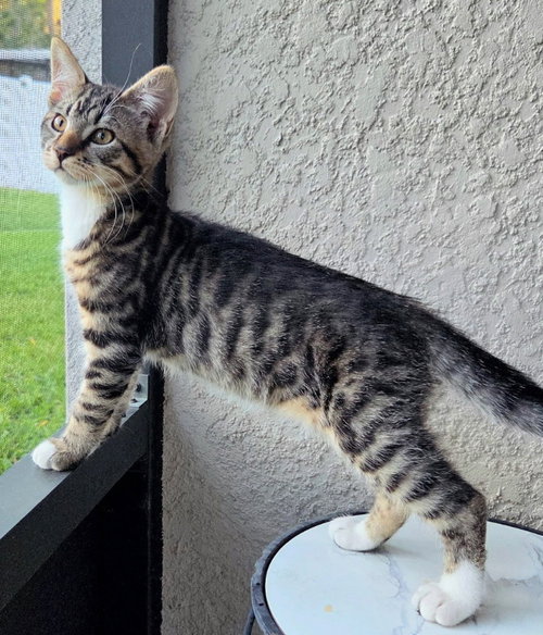Spencer, an adoptable Tabby in Ocala, FL