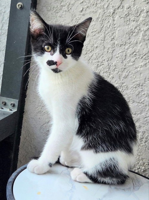 Hotch, an adoptable Domestic Short Hair in Ocala, FL