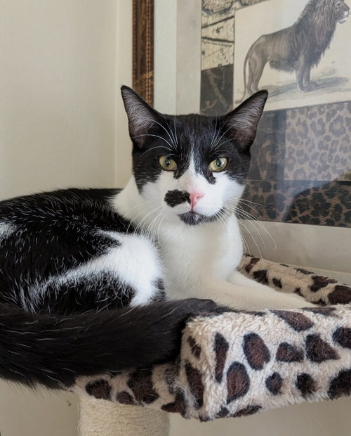 Hotch, a cat for adoption from Sheltering Hands, Inc