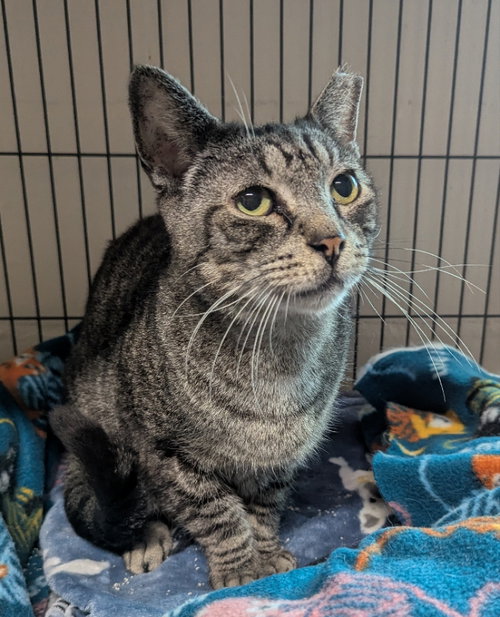 Merlin, an adoptable Tabby in Ocala, FL