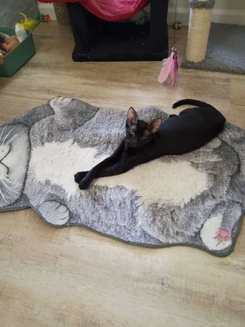Costco, a cat for adoption from Sheltering Hands, Inc