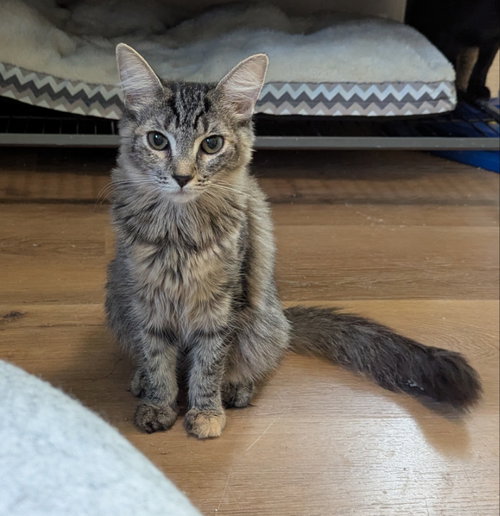 Price, a cat for adoption from Sheltering Hands, Inc