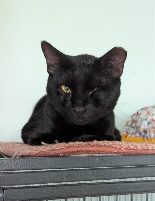 Tahoe, an adoptable Domestic Short Hair in Ocala, FL