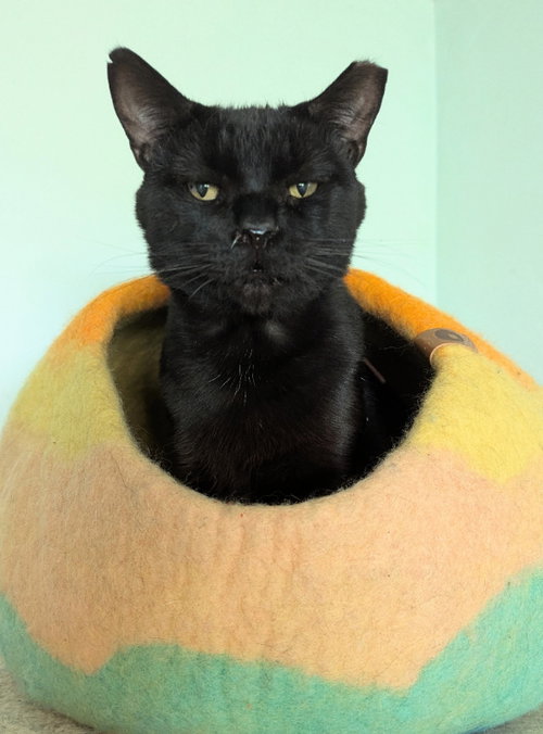 Milano, an adoptable Domestic Short Hair in Ocala, FL