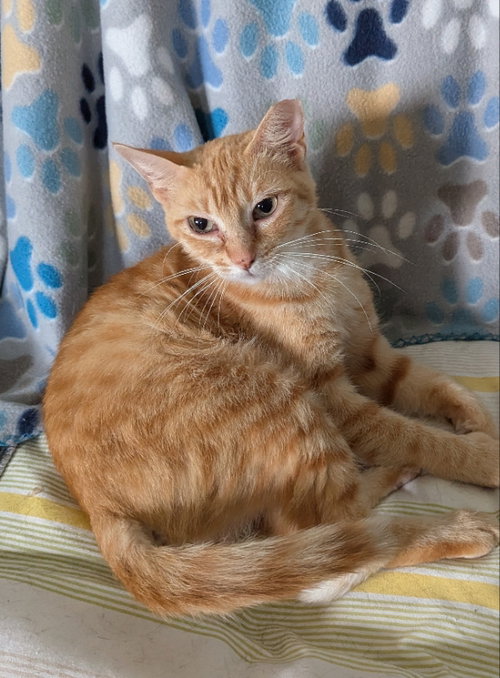 Pirouette, an adoptable Tabby in Ocala, FL