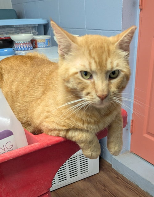Sausalito, an adoptable Tabby in Ocala, FL