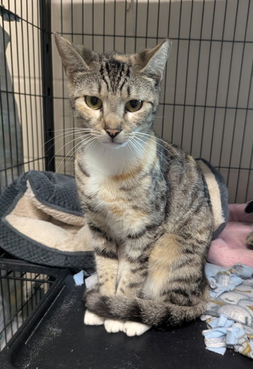 Kenya, an adoptable Tabby in Ocala, FL