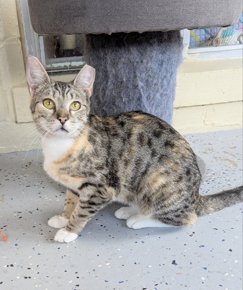Kenya, an adoptable Tabby in Ocala, FL