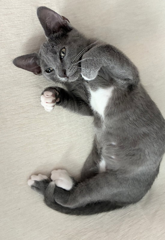 Mimi