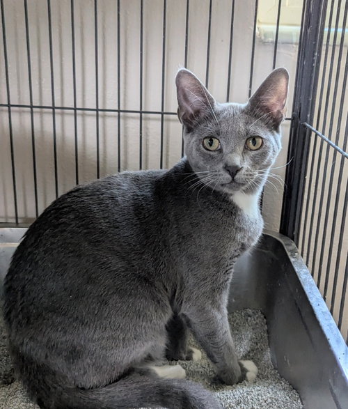 Mimi, a cat for adoption from Sheltering Hands, Inc