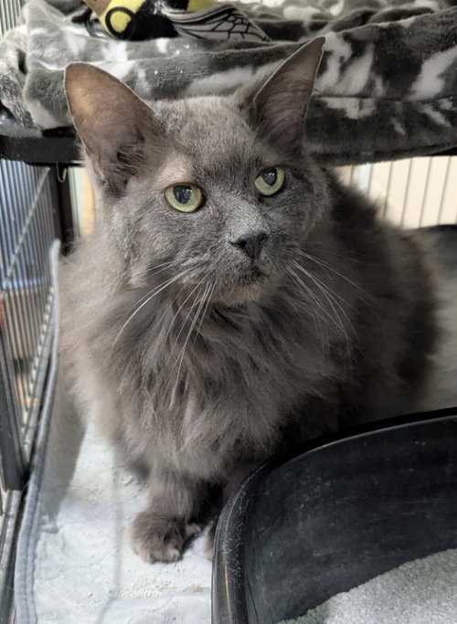 Howee, an adoptable Russian Blue in Ocala, FL