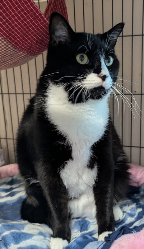 Lewes, an adoptable Tuxedo in Ocala, FL