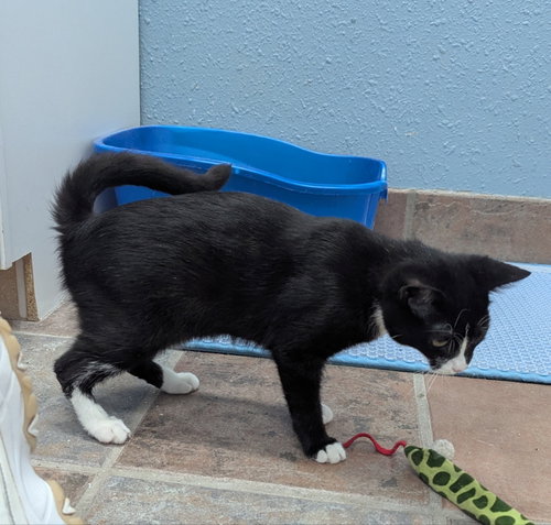 Photo 2 of Dogcat