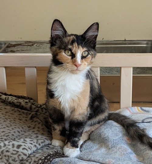 Caleah, an adoptable Calico in Ocala, FL