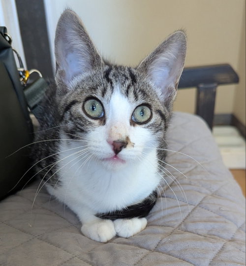 Calypso, an adoptable Tabby in Ocala, FL