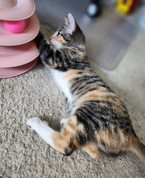 Caterina, an adoptable Tabby in Ocala, FL