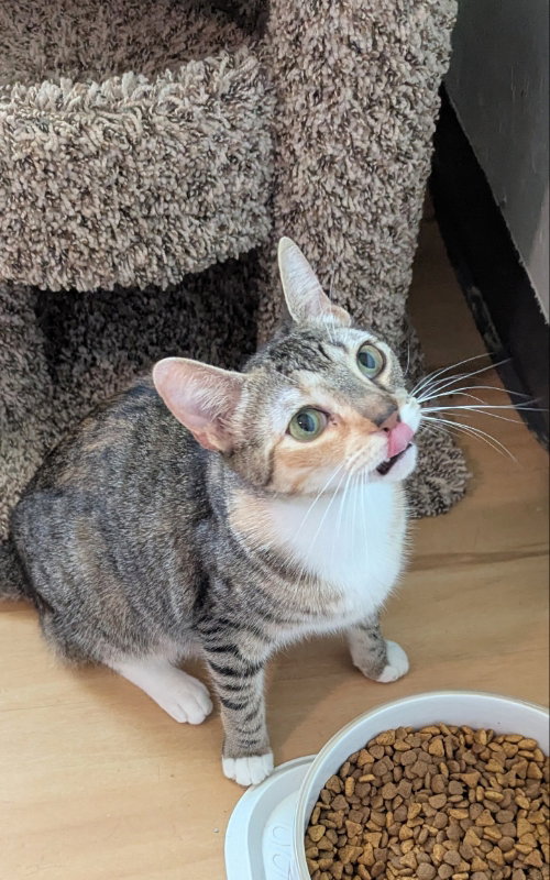 Lilian, an adoptable Tabby in Ocala, FL