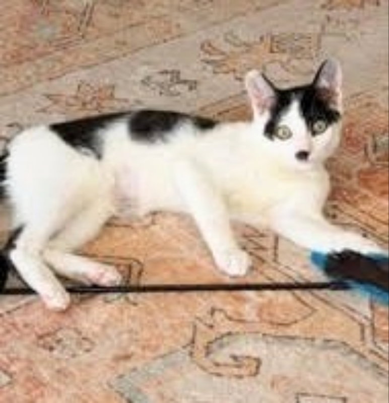 Twix, photo 4