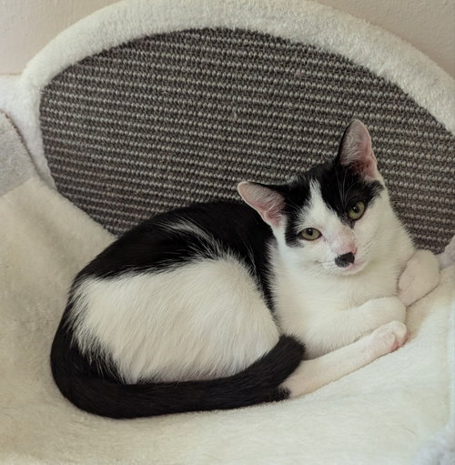 Twix, a cat for adoption from Sheltering Hands, Inc