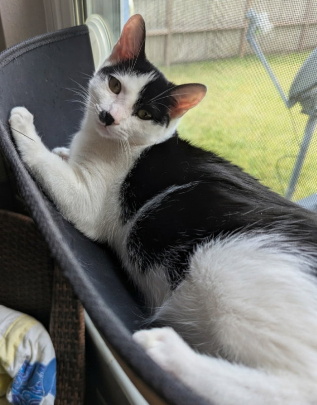 Twix, photo 2