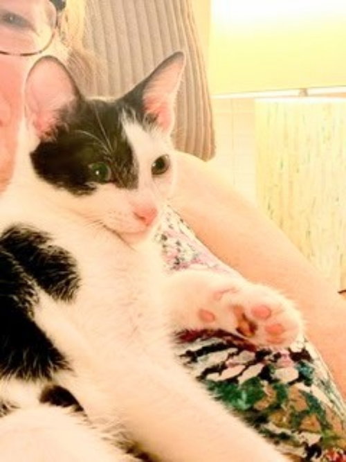 Photo 3 of Kitcat