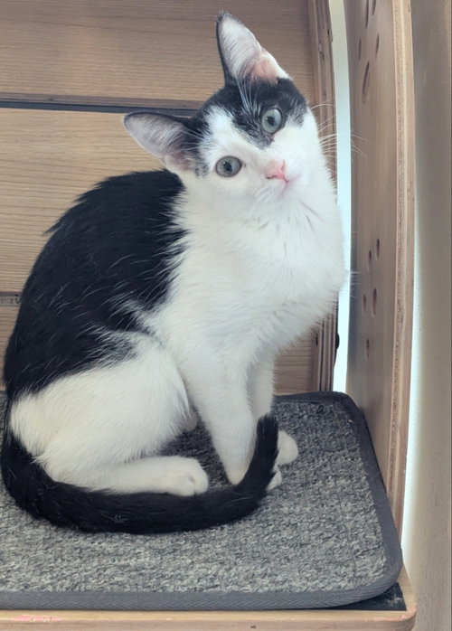 Kitcat, a cat for adoption from Sheltering Hands, Inc