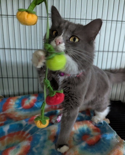 Prissy, an adoptable Domestic Medium Hair in Ocala, FL