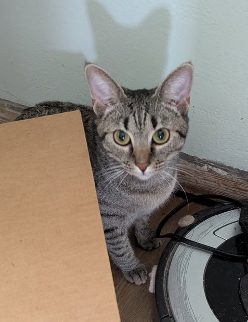 Sparrow, a cat for adoption from Sheltering Hands, Inc