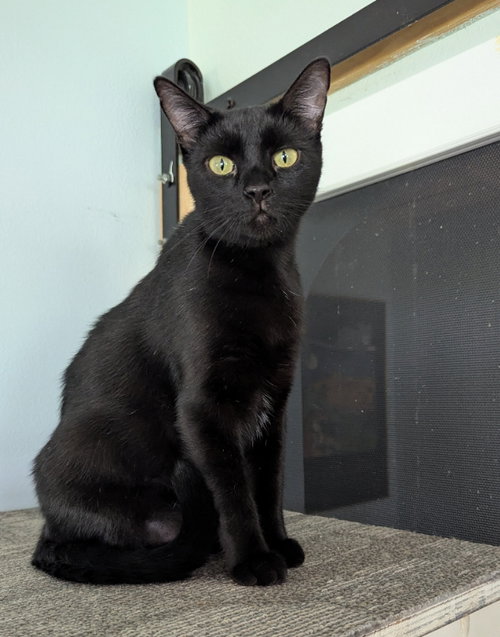 Junie B. Jones, a cat for adoption from Sheltering Hands, Inc