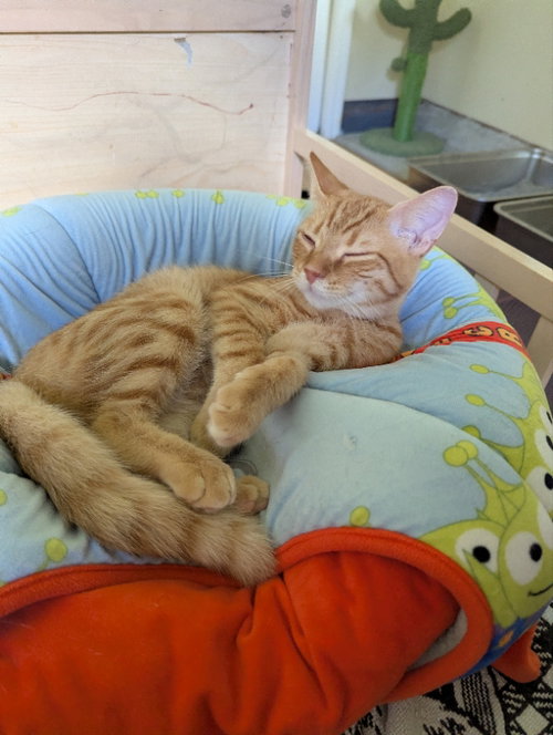 Rooster, a cat for adoption from Sheltering Hands, Inc