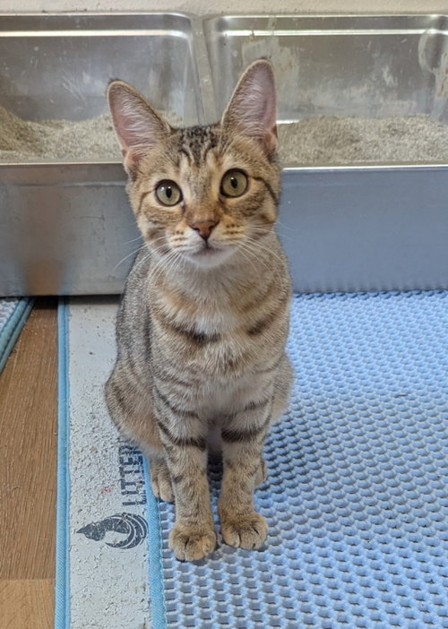 Swift, a cat for adoption from Sheltering Hands, Inc