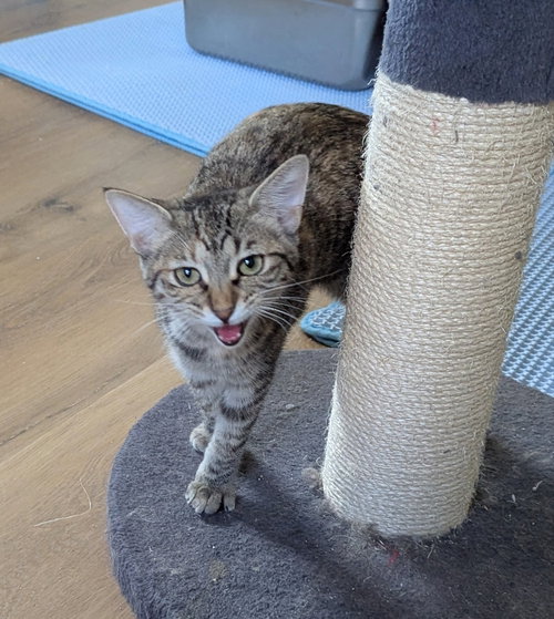 Flamingo, a cat for adoption from Sheltering Hands, Inc