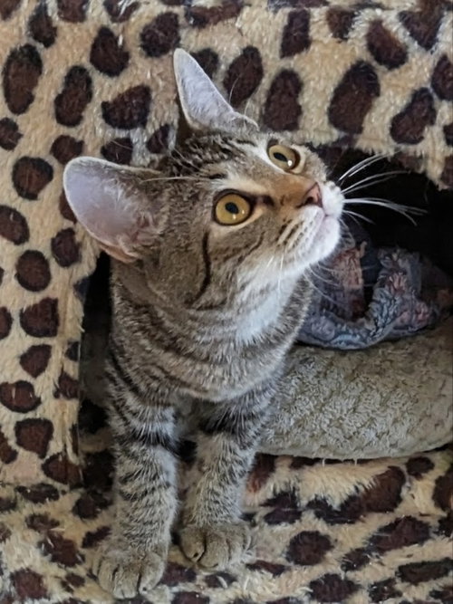 Whippoorwill, a cat for adoption from Sheltering Hands, Inc