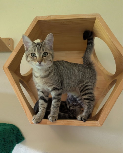 Duckie, a cat for adoption from Sheltering Hands, Inc
