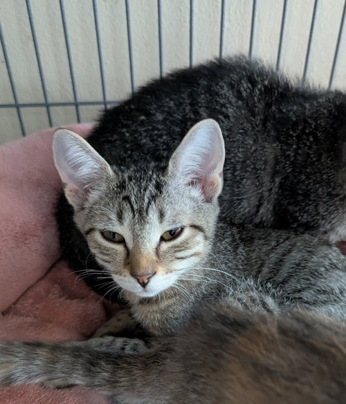 Puffin, an adoptable Tabby in Ocala, FL