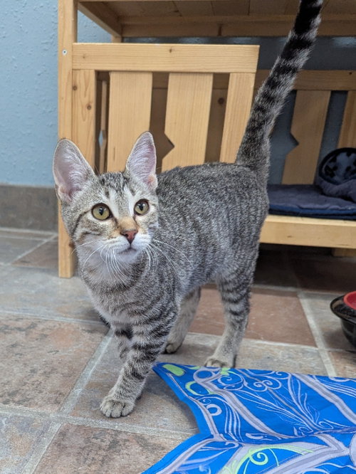 Puffin, a cat for adoption from Sheltering Hands, Inc