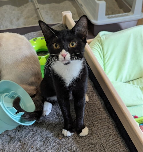 Chickadee, a cat for adoption from Sheltering Hands, Inc