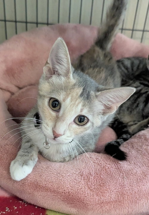 Wren, an adoptable Tabby in Ocala, FL